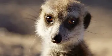 Meerkats: Secrets of an Animal Superstar