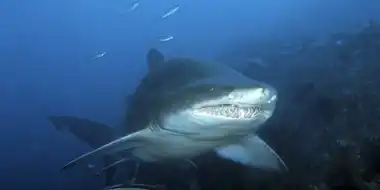 Grey Nurse Shark