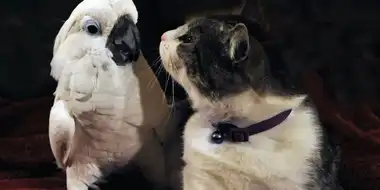 The Tale of the Cockatoo and the Kitty Cat