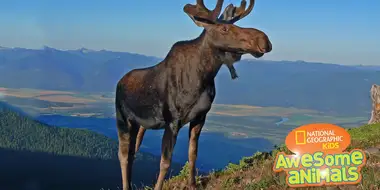 Moose Mayhem