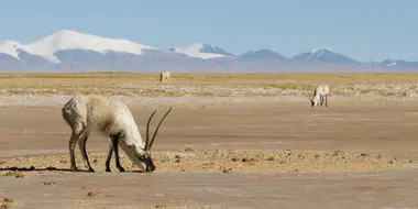 Tibetan Antelope: Mysterious Migration