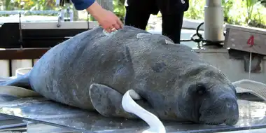 Manatee Rescue Squad