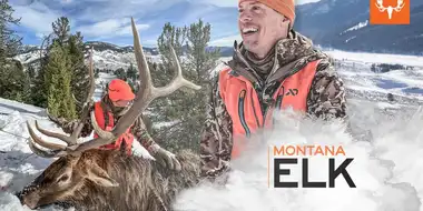 Montana Elk