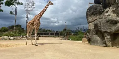 Giraffe Jimiyu