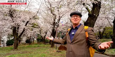 Oji - Charmed by Foxes and Cherry Blossoms