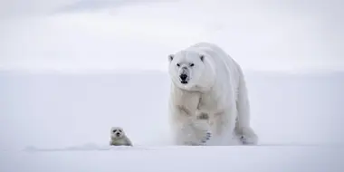 In the Grip of the Seasons (Arctic)