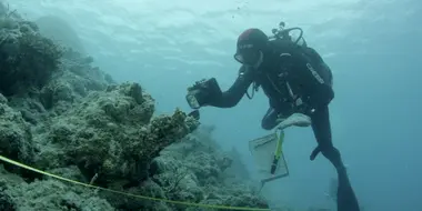 Coral Bleaching