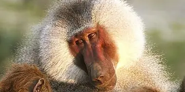 Living with Baboons