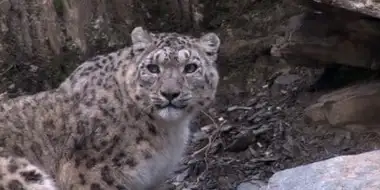 Snow Leopard: Beyond the Myth