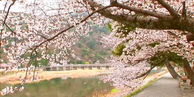 Hanami: Kyoto's Cherry Viewing Festivities in the Spring