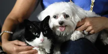 Why We Love Cats and Dogs