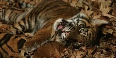 Battle To Save The Tiger