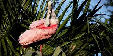 Florida: America's Animal Paradise