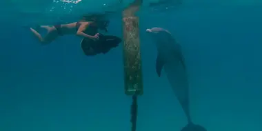 Dances With Dolphins