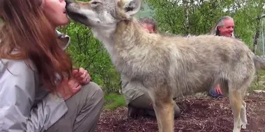 Arm Wrestle Break