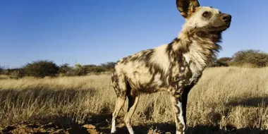 The Story of an African Wild Dog