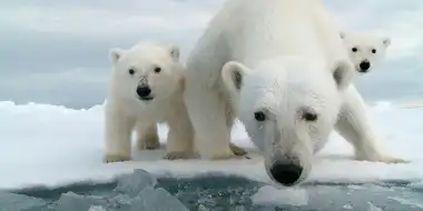 Snow Bears