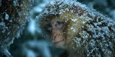 Macaque: Monkeys in the Mountains – A Dynasties Special