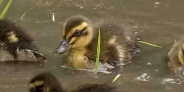 Farmer Uses Ducklings to Grow Rice Without Chemicals