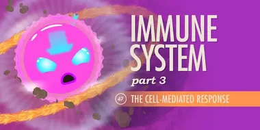 Immune System, Part 3