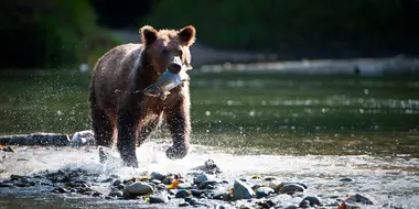 Canada’s Coastal Forests