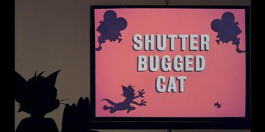 Shutter Bugged Cat