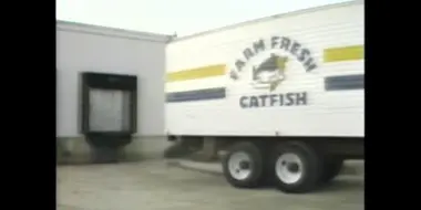 Catfish Fever