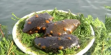 Sea Cucumber