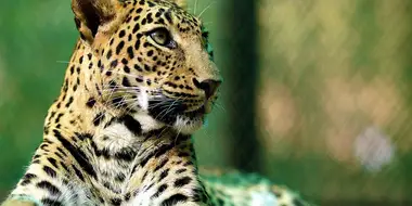 Leopards: 21st Century Cats