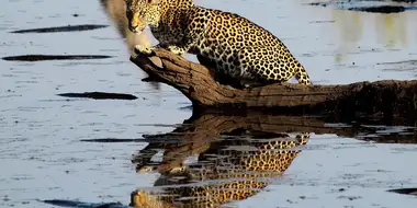 Africa's Fishing Leopards